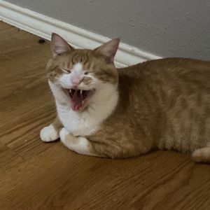 Meet your Posher, Nahomi